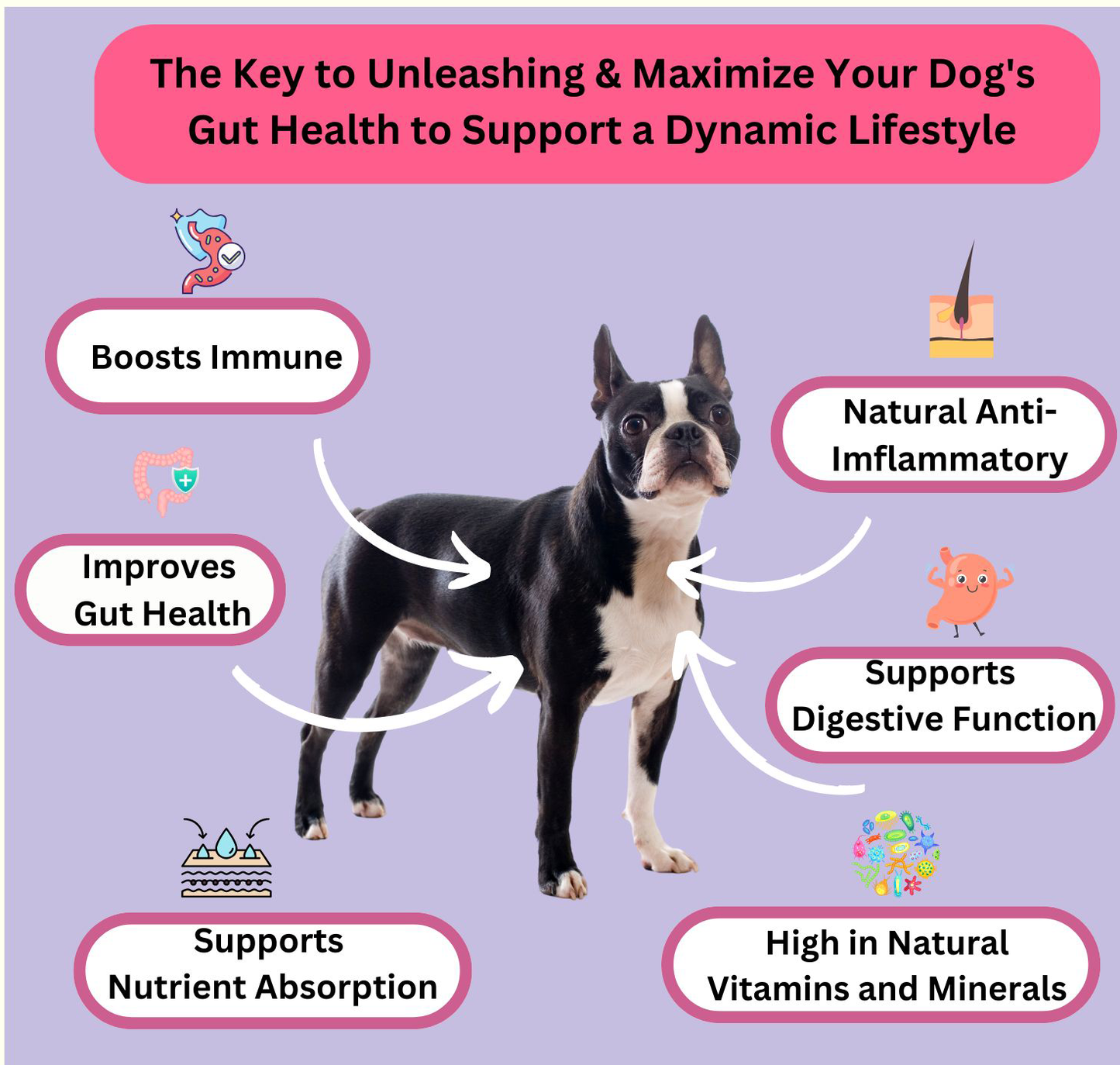 Prebiotic, Gut Support Supplement, Natural Prebiotic Support for Pets