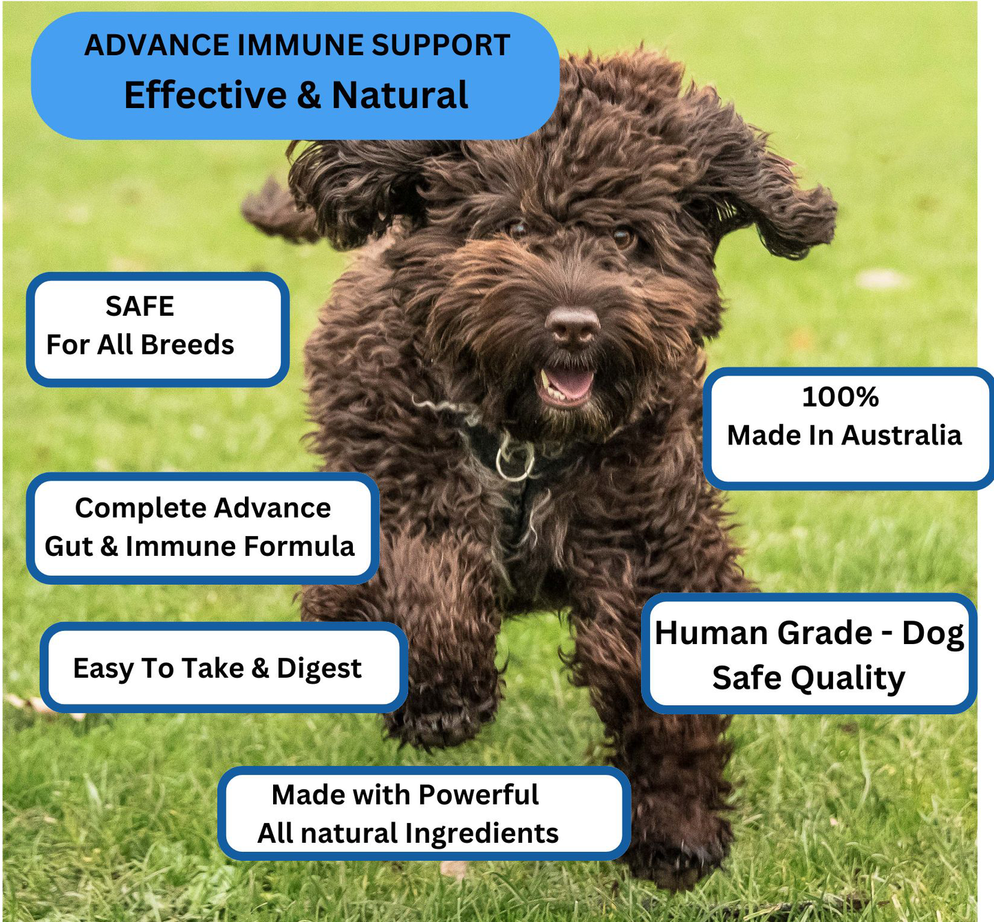 Optimum Pup and Dog Health Supplement, Immune, Joint & Gut Support