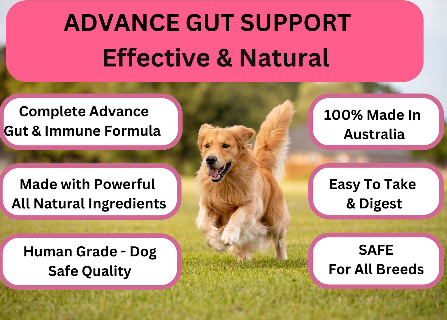 Prebiotic, Gut Support Supplement, Natural Prebiotic Support for Pets